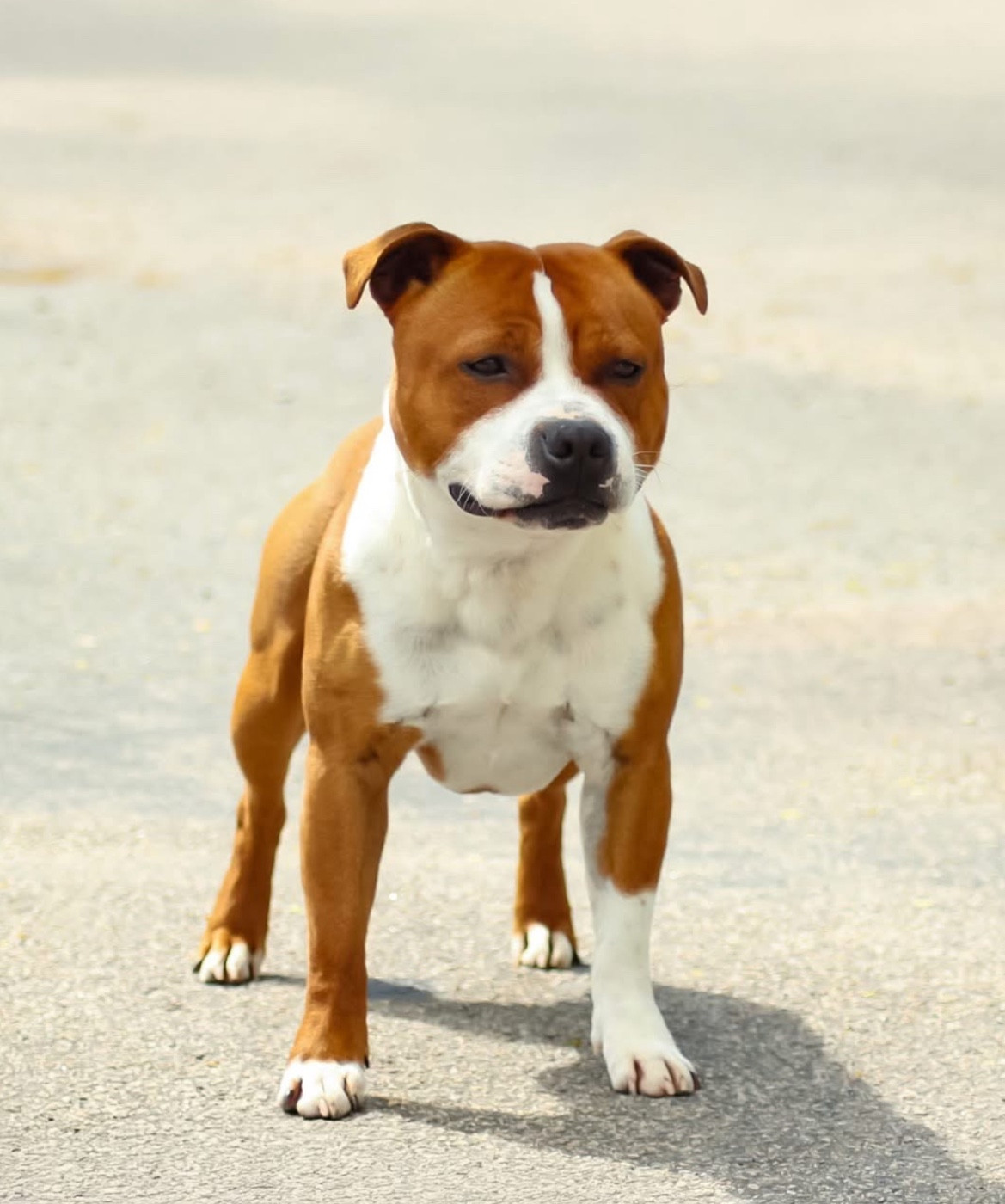 Titre Initial Honeyblood Unbeaten Viking