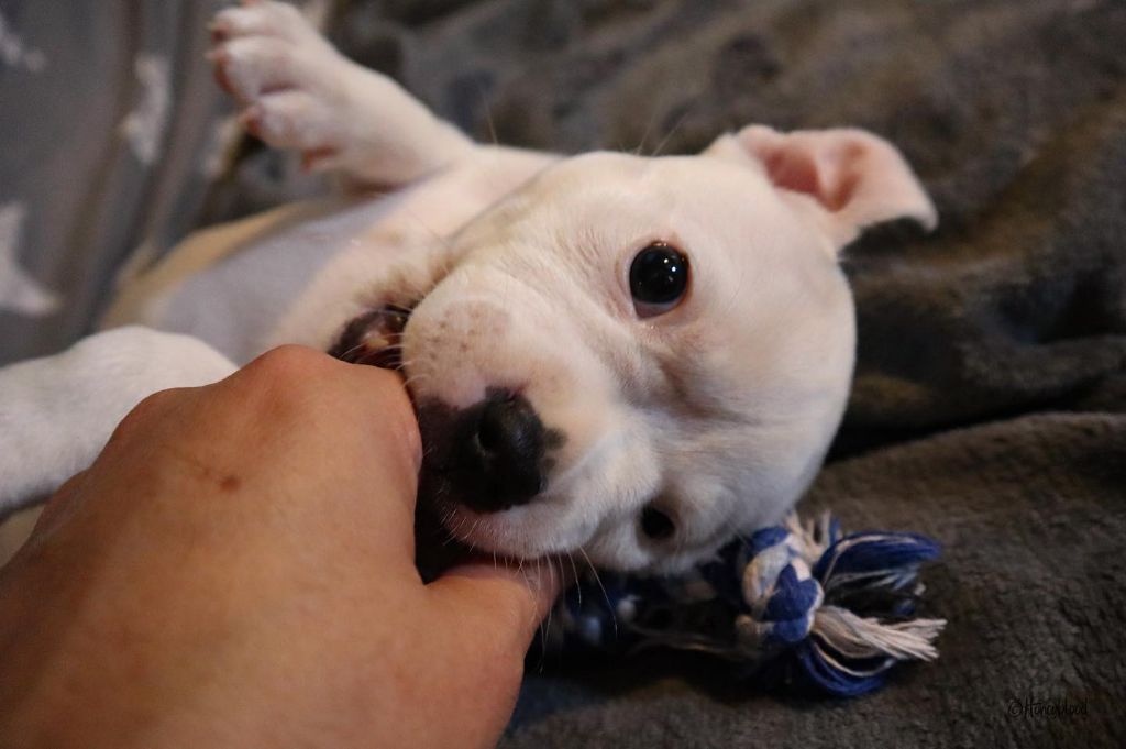 Honeyblood - Staffordshire Bull Terrier - Portée née le 08/07/2022
