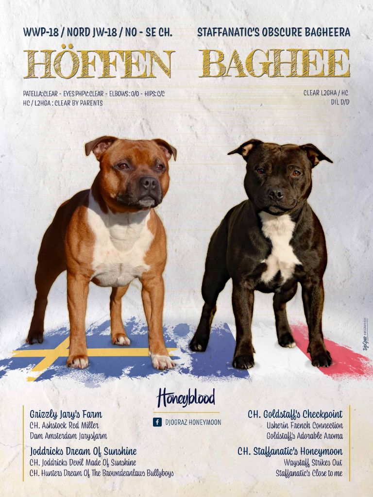 Honeyblood - Staffordshire Bull Terrier - Portée née le 25/04/2023